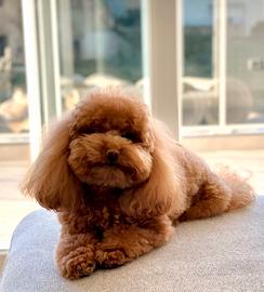 Barboncino Toy Red DISPONIBILE PER MONTA