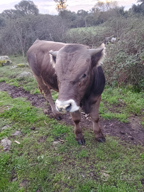 Vitello bruno sarda iscritto