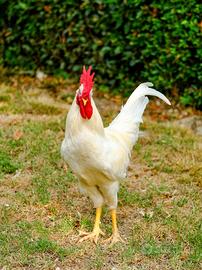 Gallo razza livornese bianca puro