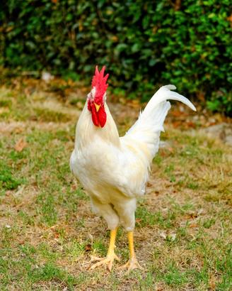 Gallo razza livornese bianca puro