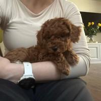 Barboncini mini e toy red