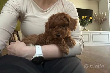 Barboncini mini e toy red