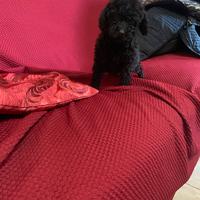 Cuccioli barboncino nano