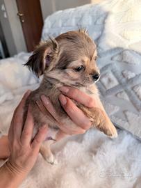 Due maschietti chihuahua