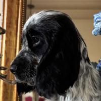 Cuccioli di cocker spaniel inglese