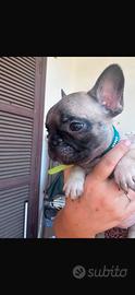 Bulldog