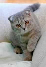 SCOTTISH FOLD cucciola blu tabby