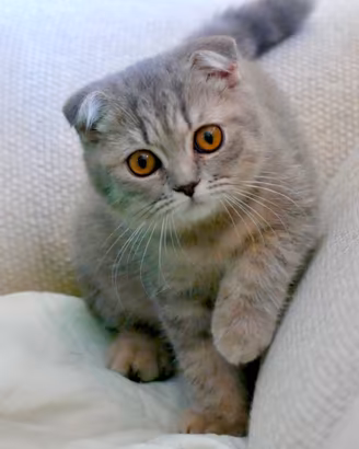 SCOTTISH FOLD cucciola blu tabby
