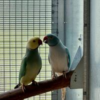 Parrocchetti dal collare