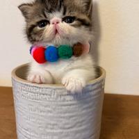 Gattini Exotic Shorthair