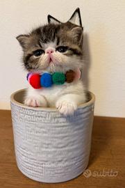 Gattini Exotic Shorthair