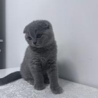 Scottish Fold Blue