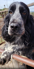 Cocker spaniel femmina con pedigree