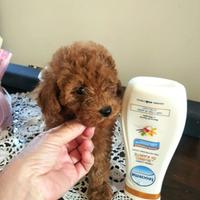 Barboncina minitoy femminuccia red