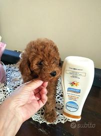 Barboncina minitoy femminuccia red