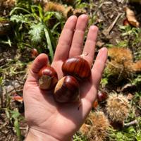 1 Kg Castagne Marroni di Segni scelte non trattate