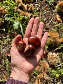 1 Kg Castagne Marroni di Segni scelte non trattate