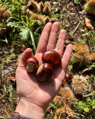 1 Kg Castagne Marroni di Segni scelte non trattate