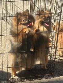 Spitz Tedesco nano Volpino Pomerania 