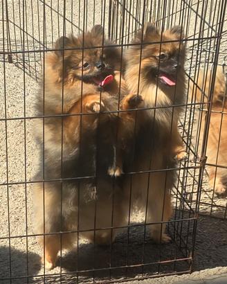 Spitz Tedesco nano Volpino Pomerania 