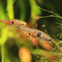 Pesci Boraras Naevus / Strawberry Rasbora