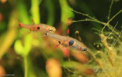 Pesci Boraras Naevus / Strawberry Rasbora