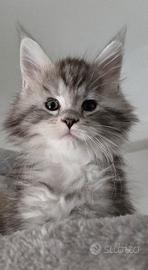 cuccioli Maine Coon xl pedigree Afef 