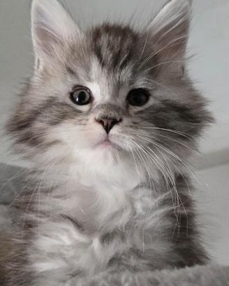cuccioli Maine Coon xl pedigree Afef 