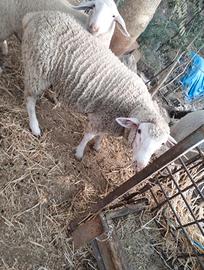 Agnello/pecore