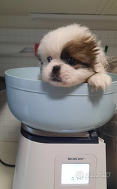 Cucciolo pechinese