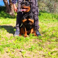 Cucciolona rottweiler altissima genealogia