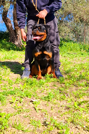 Cucciolona rottweiler altissima genealogia