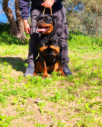Cucciolona rottweiler altissima genealogia