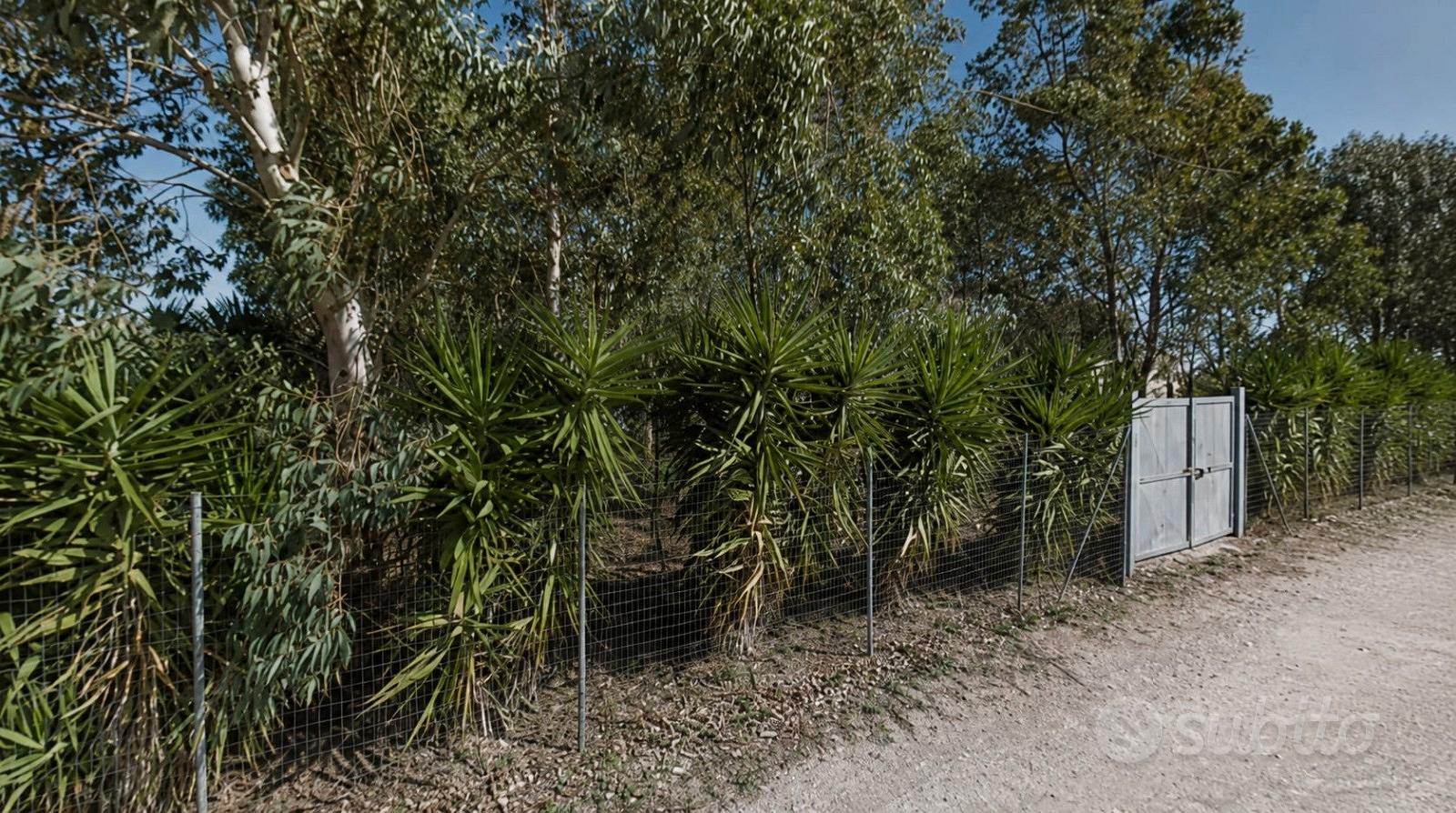 Terreno recintato a Porto Cesareo - Altro