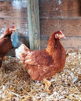 Galline ovaiole 