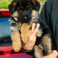Cuccioli di Pastore Tedesco con pedigree ENCI