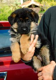 Cuccioli di Pastore Tedesco con pedigree ENCI