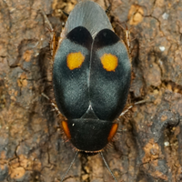 Euthyrrhapha pacifica