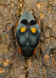 Euthyrrhapha pacifica