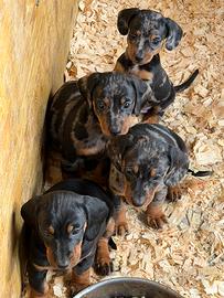Cuccioli di Bassotto Arlecchino