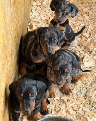 Cuccioli di Bassotto Arlecchino