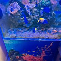 Acquario marino