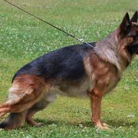 Disponibile per monta - Egon von Blankanera