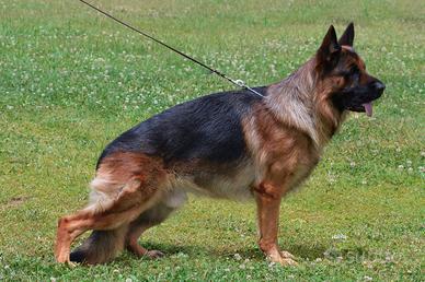 Disponibile per monta - Egon von Blankanera