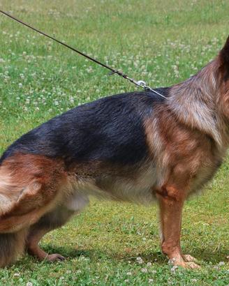 Disponibile per monta - Egon von Blankanera