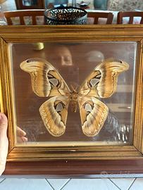 Quadro farlalla indiana