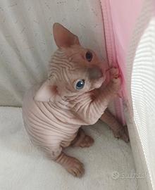 Cuccioli di sphynx con pedigree