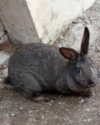 Coniglia femmina