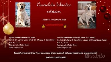 Cuccioli Labrador Retriever con pedigree