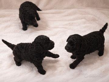 Cucciolata di Maltipoo